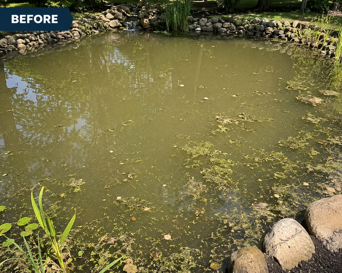 Murky pond before AquaVital