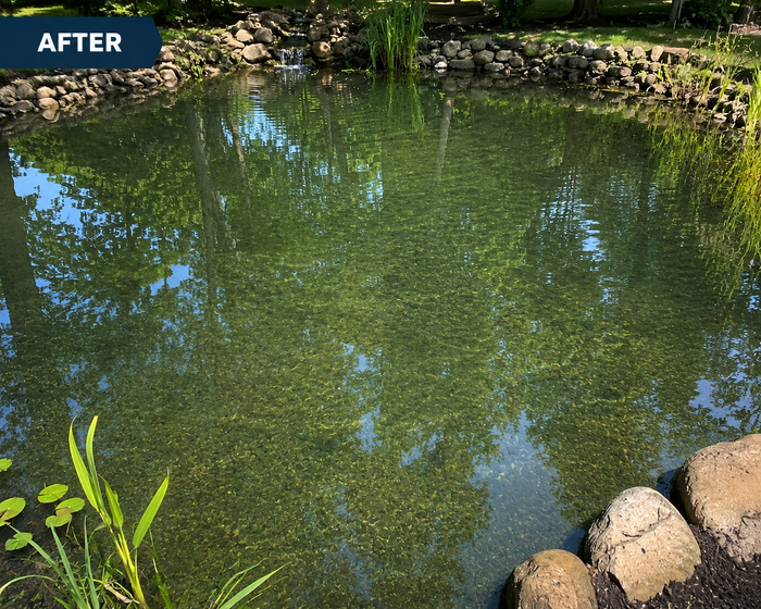 Clear pond after AquaVital
